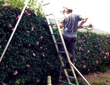 Hedge Pruning & Hedge Trimming in Palmerston North