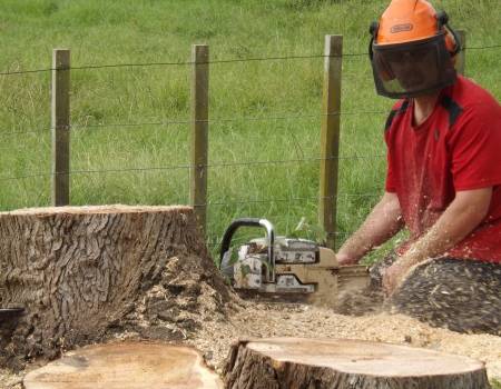 Stump Grinding & Tree Services in Palmerston North