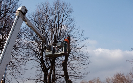 crown-lift-tree-services-palmerston-north-north-island-nz