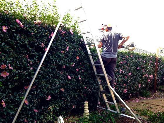 hedge-trimming-hedge-pruning-nz